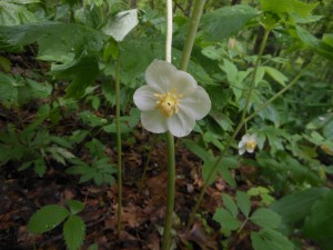 Mayapple, is also called American mandrake. Mandrake - the stuff of magic and legend and dark, stormy nights.