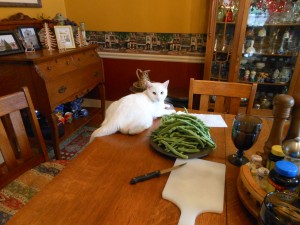 Boo the cat likes to participate in cooking activities