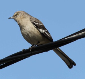 mockingbird