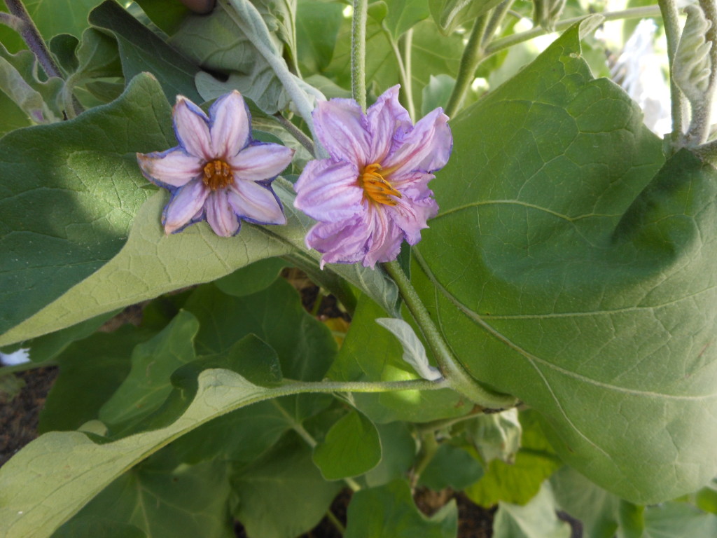 eggplant flowers