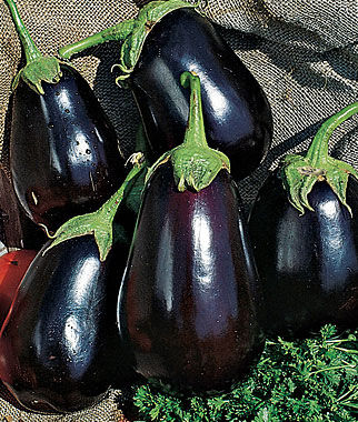 Eggplant gardening growing black beauty