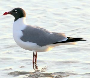 laughing gull