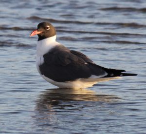 laughing gull hunting crabs