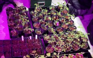 Starting Gardens using Seeds. Setting up trays for seeds is important