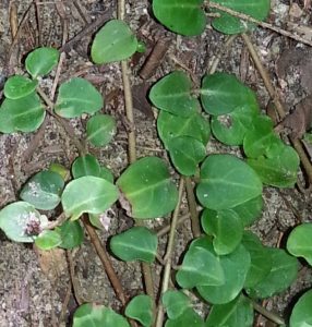 Partridgeberry (Mitchella repens) also known as twinberry