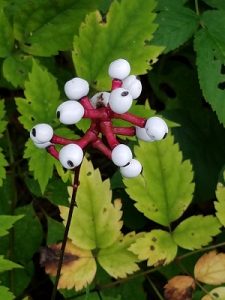 The roots and berries of white baneberry are the most poisonous parts of baneberry