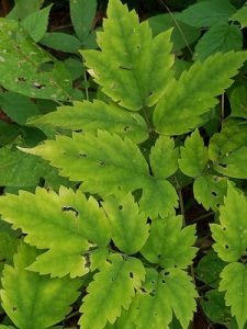 white baneberry leaves are toothed at the edges and are also compound