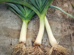 The leek is known as the gourmet's onion because of their mild flavor