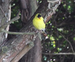 male american goldfinch in mating colors