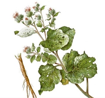 Burdock plant stems, leaves and root picture