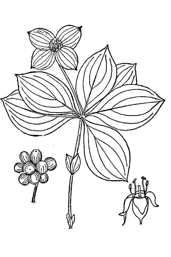 bunchberry drawing showing stem, leaves, flower heads and berries