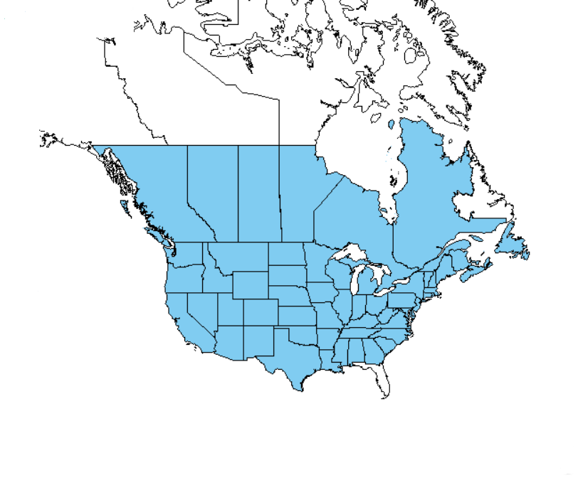 Burdock plant territory map of locations in North America