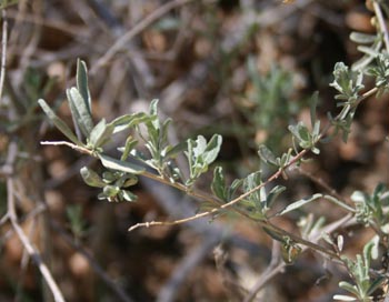 four-wing saltbush leaves are simple, alternate, linear to narrowly oblong covered with fine whitish hairs