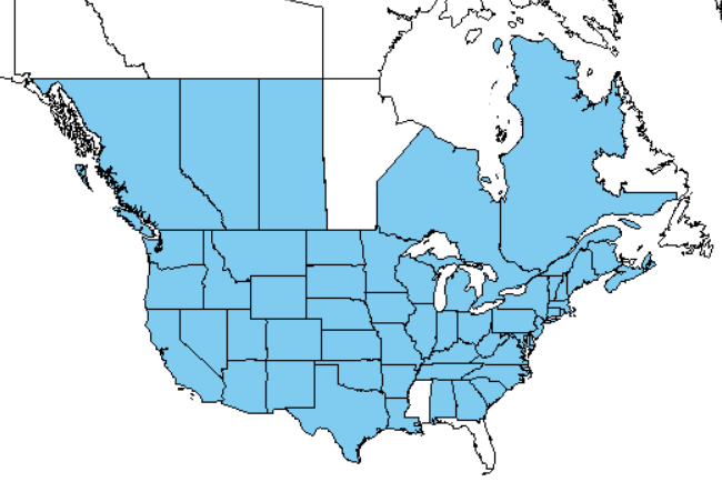 Poison hemlock range map across North America