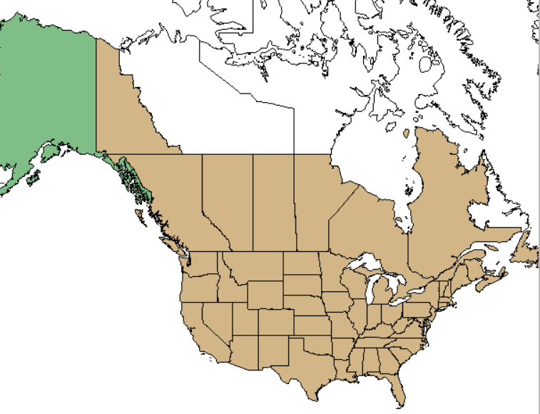 elderberry map showing the North American areas this native plant family can be found