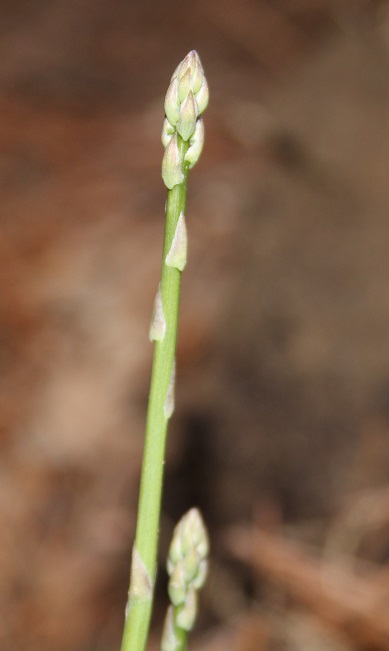 asparagus spear from 2nd year plant