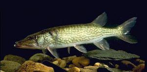 Chain Pickerel Ken Hammond, no known copyright restrictions (public domain), https://upload.wikimedia.org/wikipedia/commons/thumb/6/63/Esox_niger_1.jpg/460px-Esox_niger_1.jpg