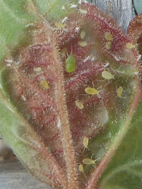 Aphids in the garden and how to control them Aphids on a current leaf. Their sucking of fluids have curled the leaf