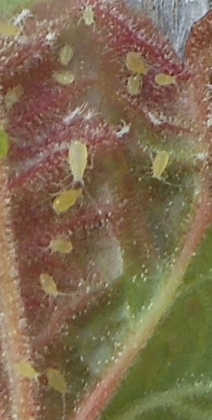 Aphids overwinter as eggs that hatch in the spring as conditions permit