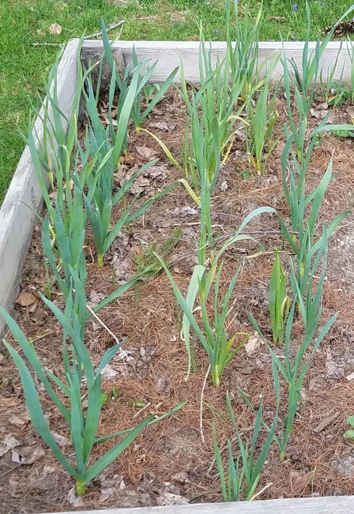 Garlic gardening