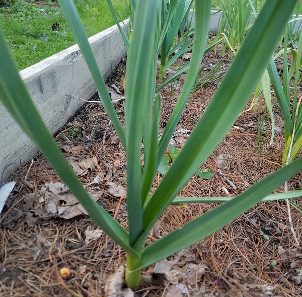 raising healthy plants by reading this blog on garlic gardening