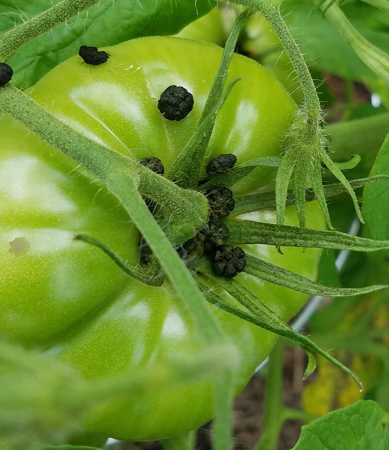 Tomato Hornworm Pest Control spotting the pest and removing