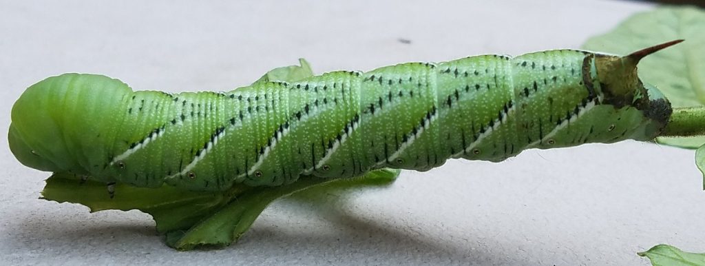 Tomato Hornworm Pest Control