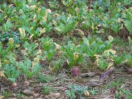 turnip gardening patch