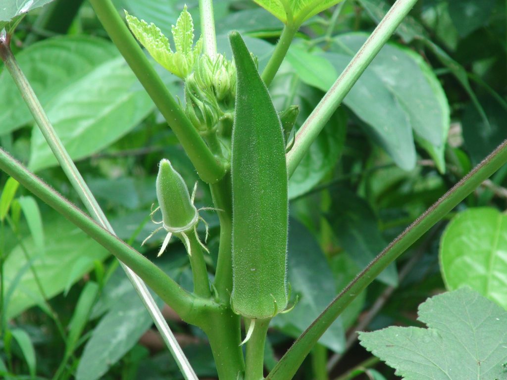 okra gardening, this heat-loving vegetable crop grows through the warm season