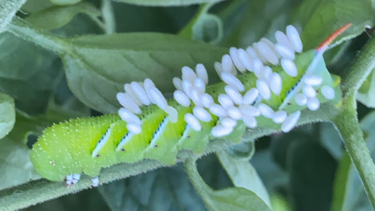 Tomato hornworm pest control - parasitic wasp eggs