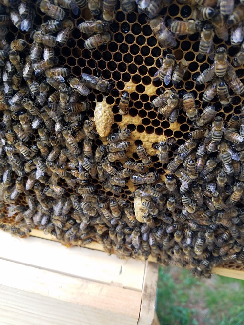 so you want to be a beekeeper - learn all about it