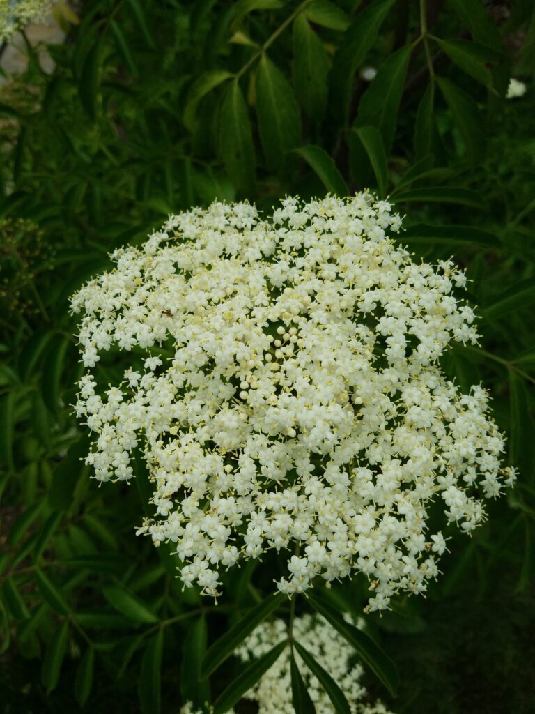 elderberry - wild edible flower head