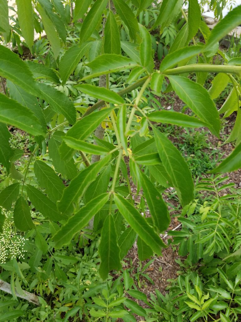 elderberry leaves