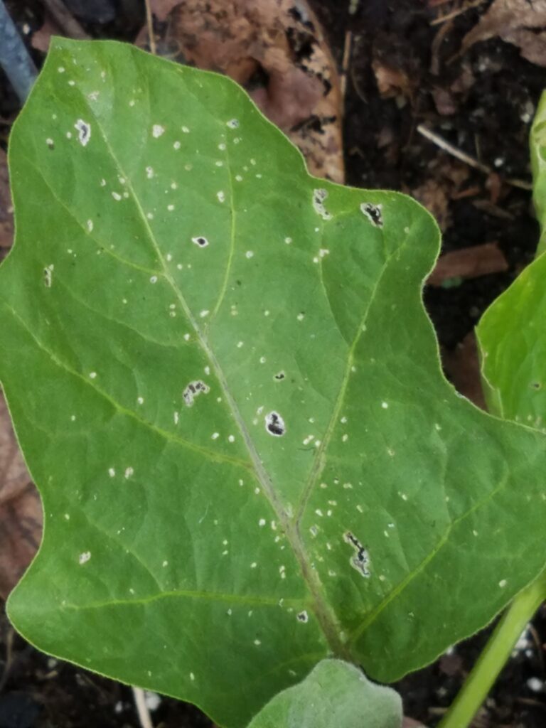 Flea beetle damage on an eggplant leaf