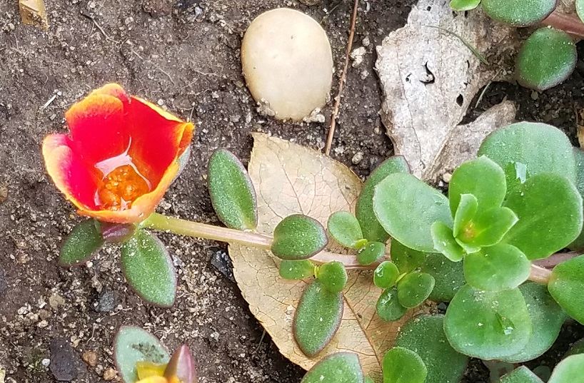 Wild Purslane A Wild Edible