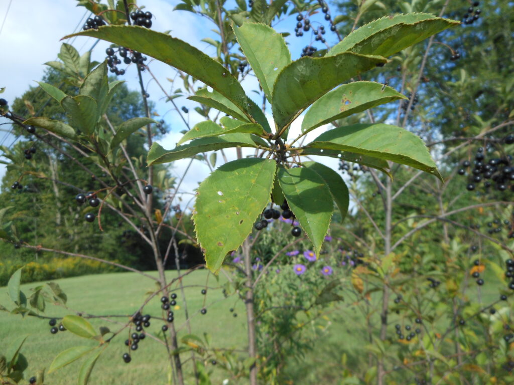 The name chokecherry came from the bitter and astringent taste of the fruit.