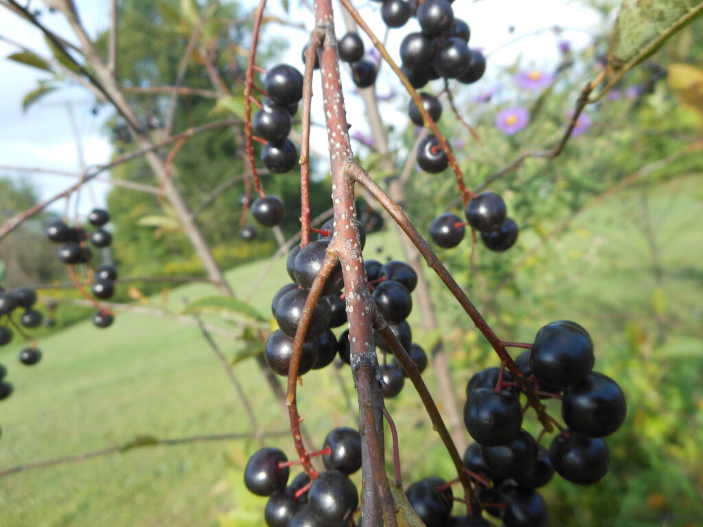 Chokecherry trees can be grown from seeds or cuttings.