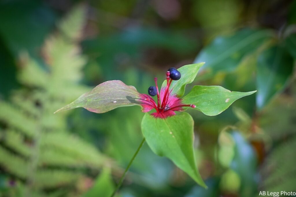 Indian cucumber is a member of the lily family