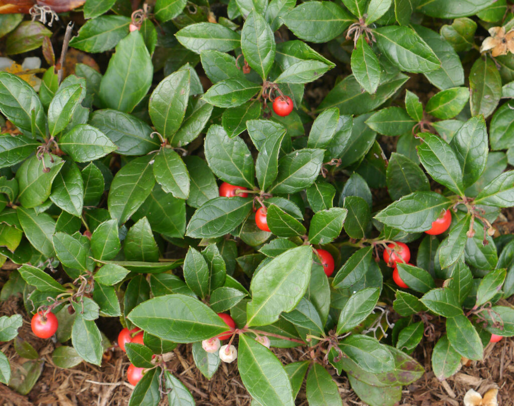 wintergreen plants are evergreen