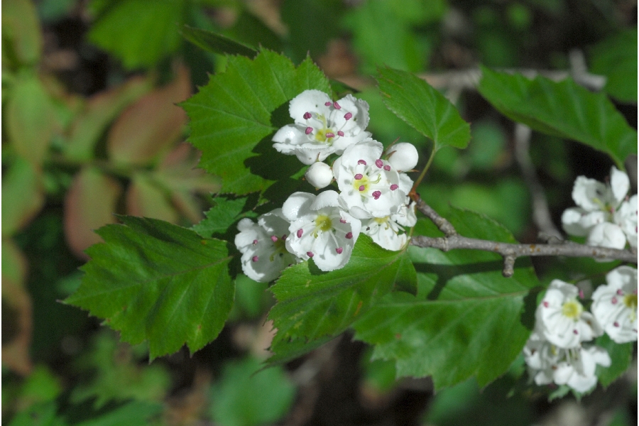 hawthorn a wild edible picture USDA plant database copy write free