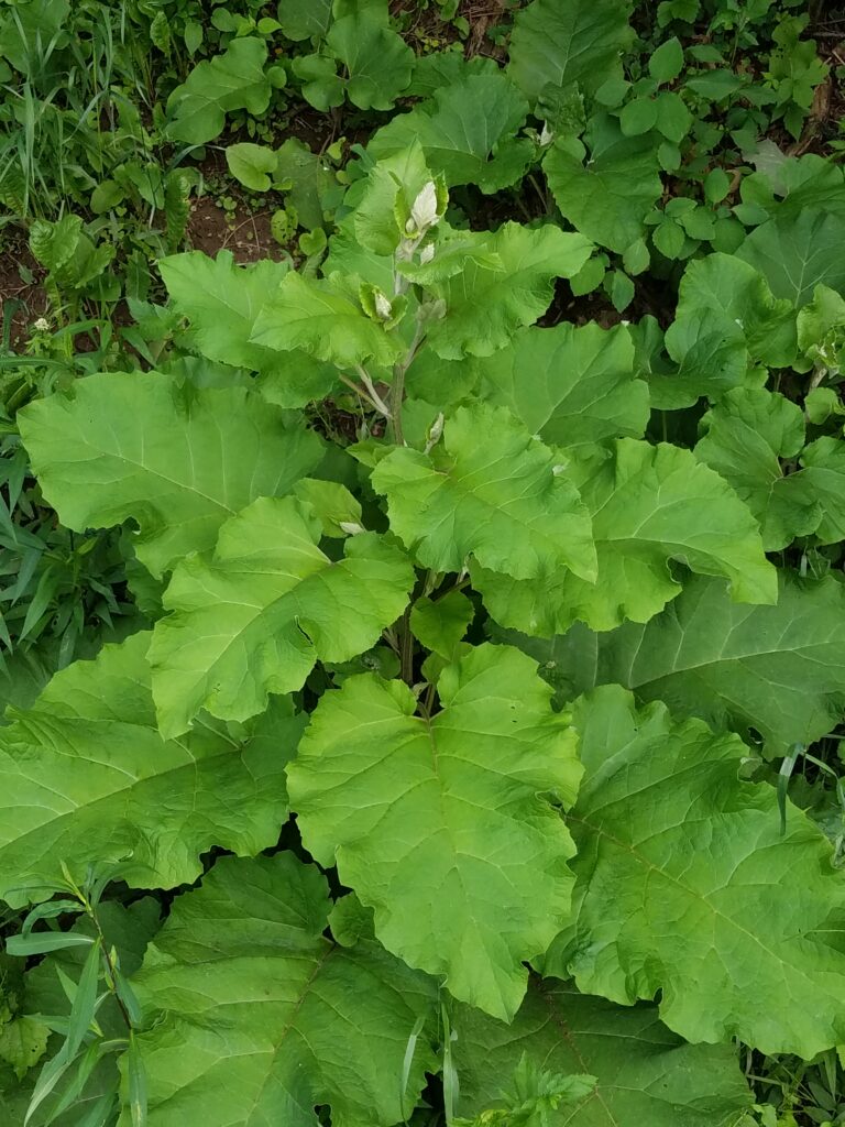 burdock plant in mid-summer