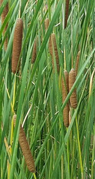 Cattail is a wetland plant