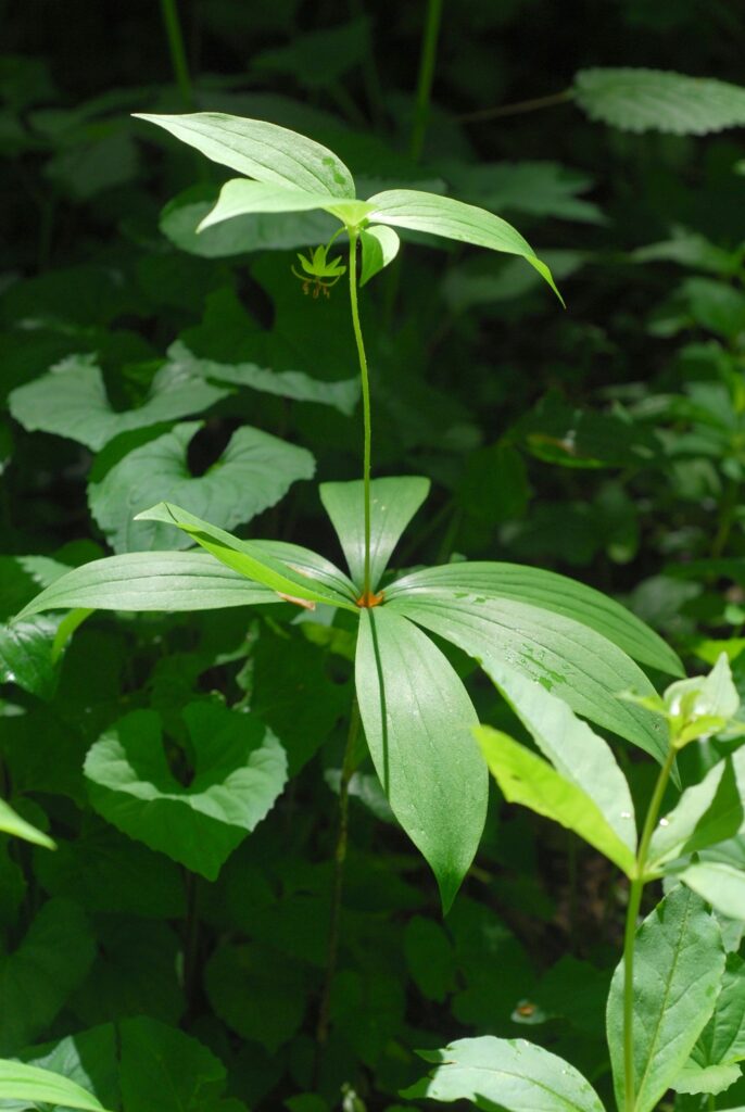 Indian cucumber Wild Edible