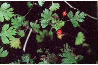 Hawthorn a Wild Edible Notes of Interest leaves and berries