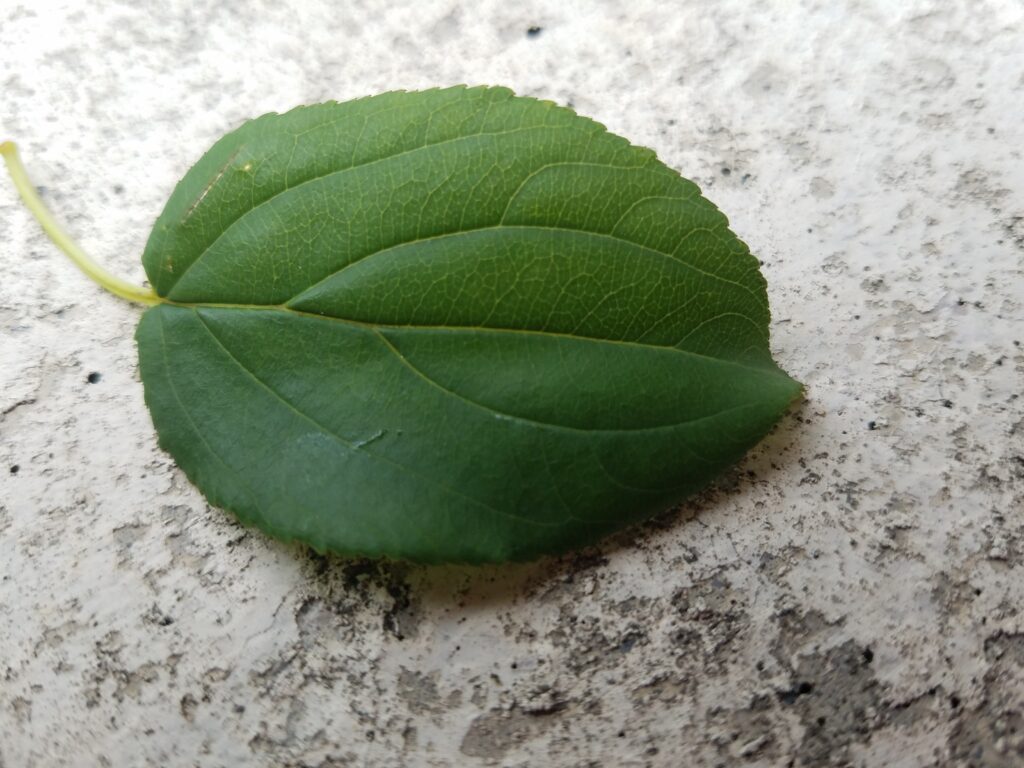 Buckthorn Wild Poisonous and Invasive Plant