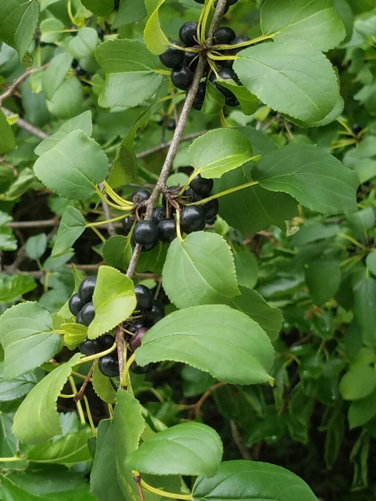 Common buckthorn berries ripen they turn from green to blue, then to purplish-black when fully ripe.