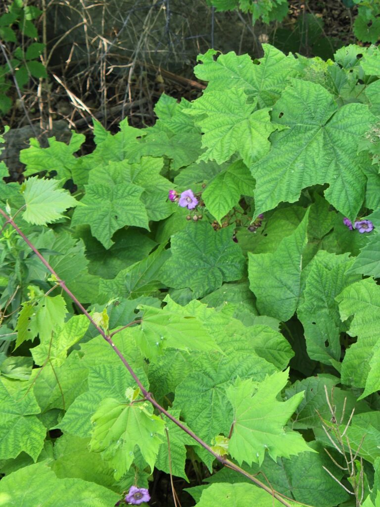 Thimbleberry, a new find when I started becoming a forager