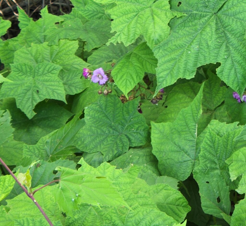 Purple Flowering Raspberry is native to the eastern regions of North America

Found in Rotterdam NY along the Mohawk River