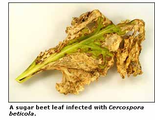 Cercospora is caused by various species of the fungal genus Cercospora disease treatment can be handled using different methods