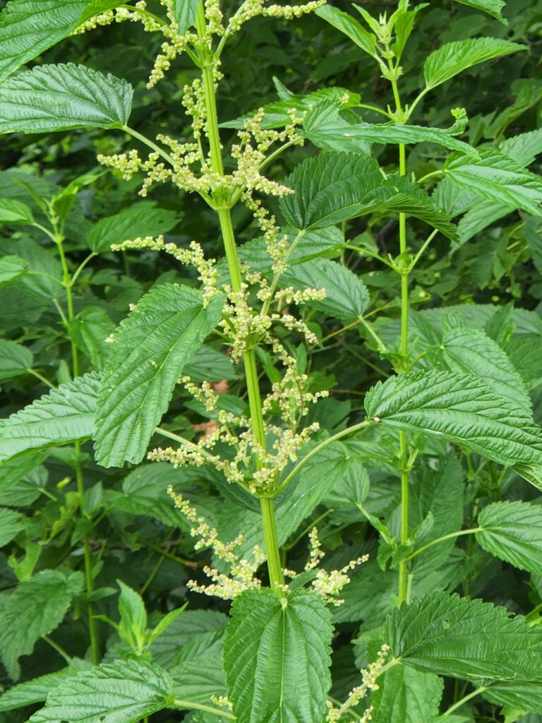 stinging nettle plant contains ingredients that might decrease swelling and increase urination. 